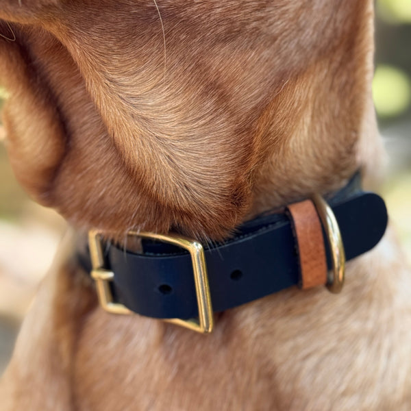 Close-up of a dog wearing a black leather collar with gold hardware.